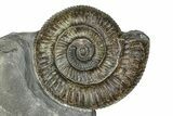 Jurassic Ammonite (Dactylioceras) Fossil - England #362480-1